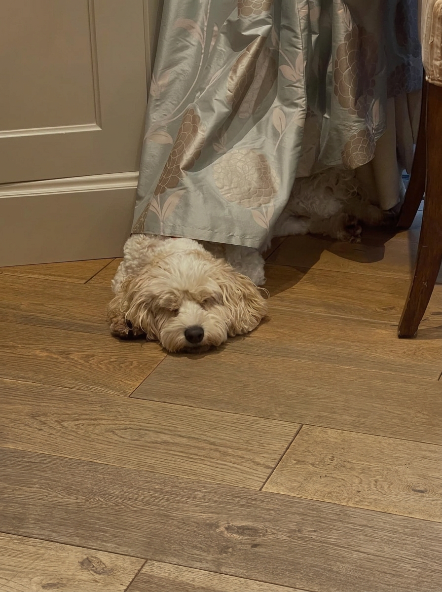 A cockapoo peeking out from under a curtain at home