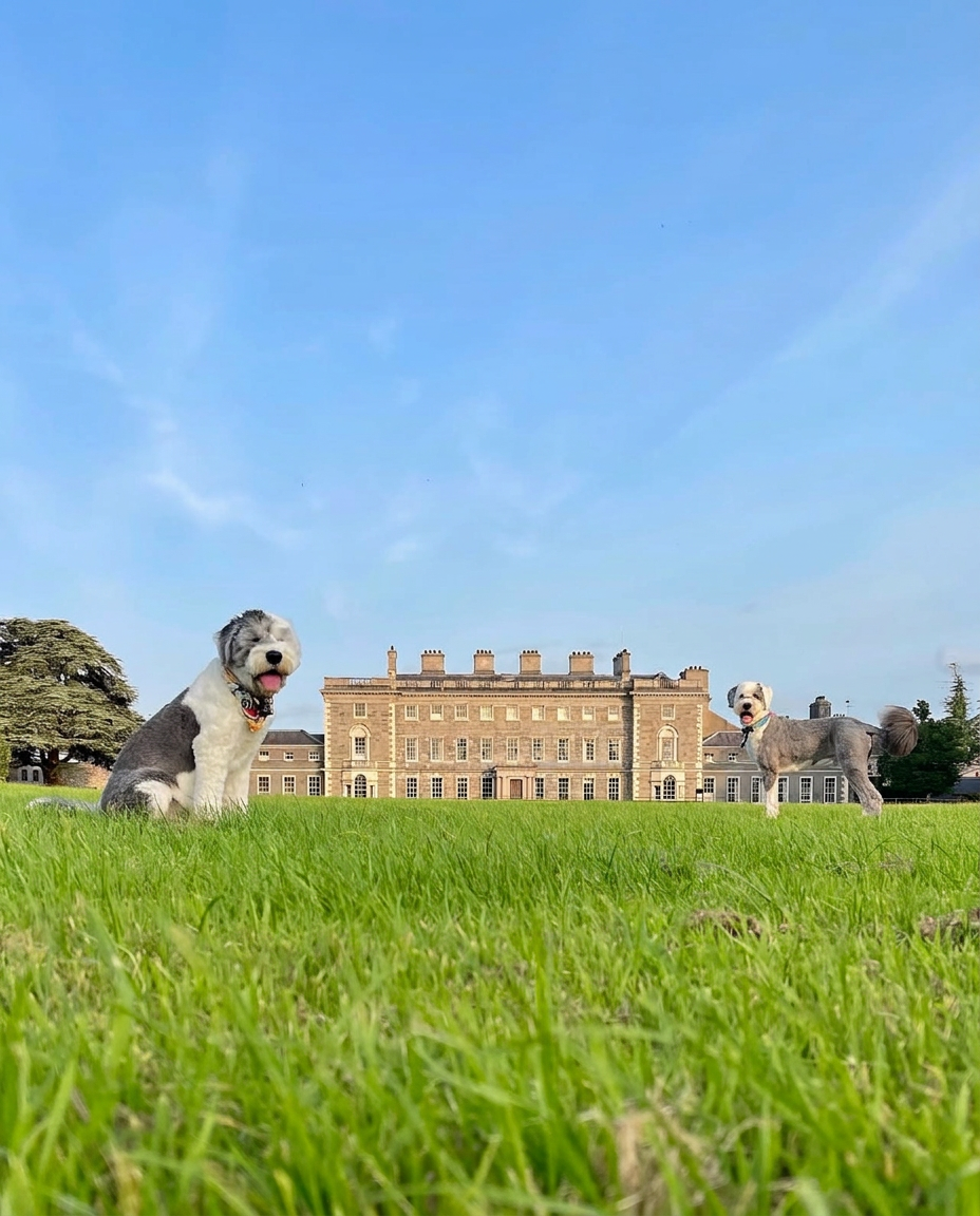 Two sheepdogs on the lawn of a country house during a Fetch Travels sit