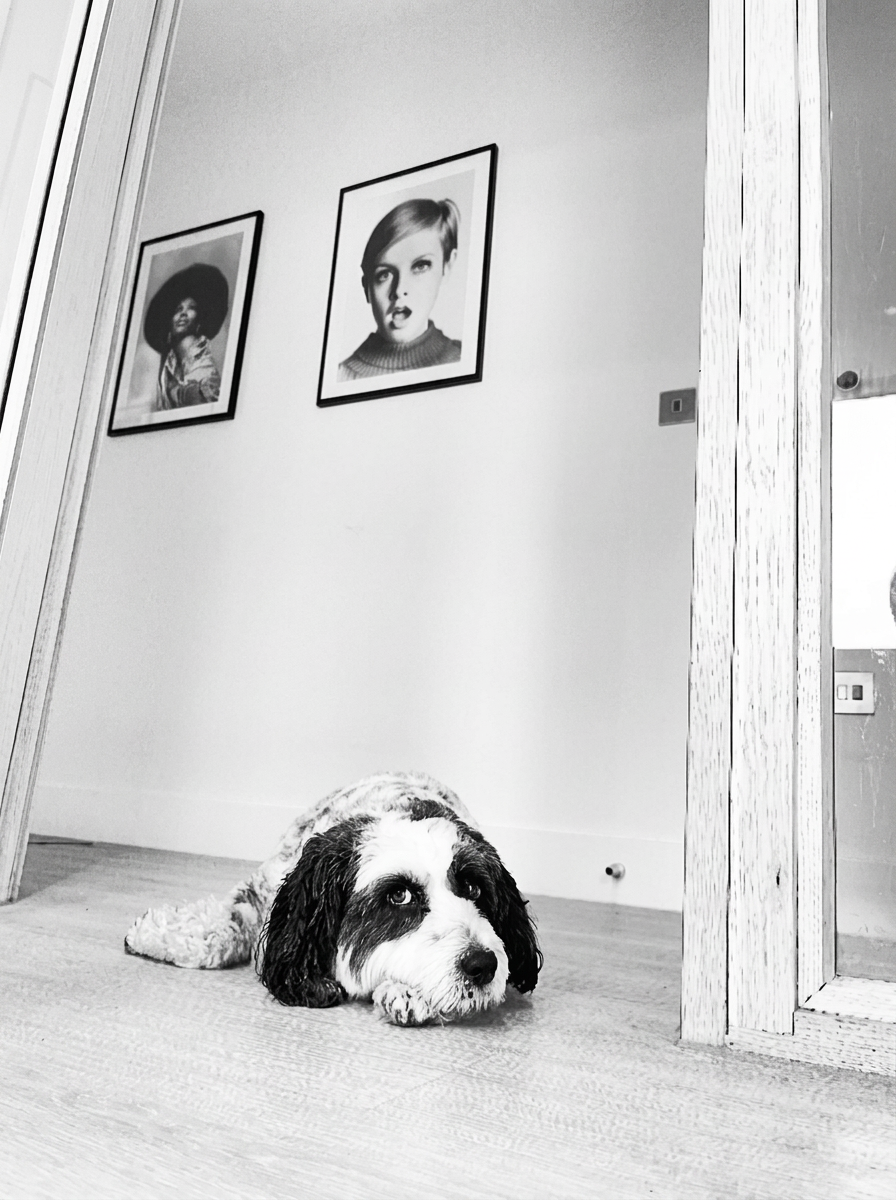 A black and white spaniel relaxing at home with Fetch Travels
