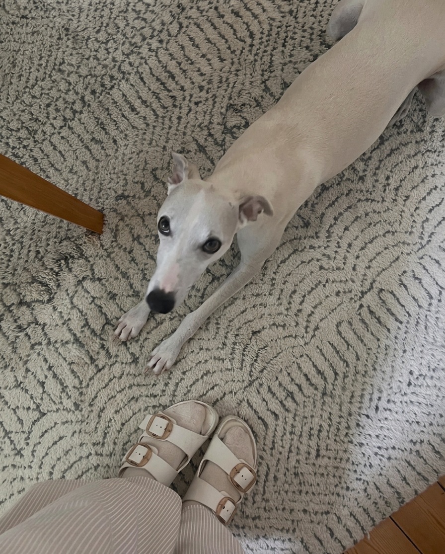 A whippet stretched out on a rug at home in London