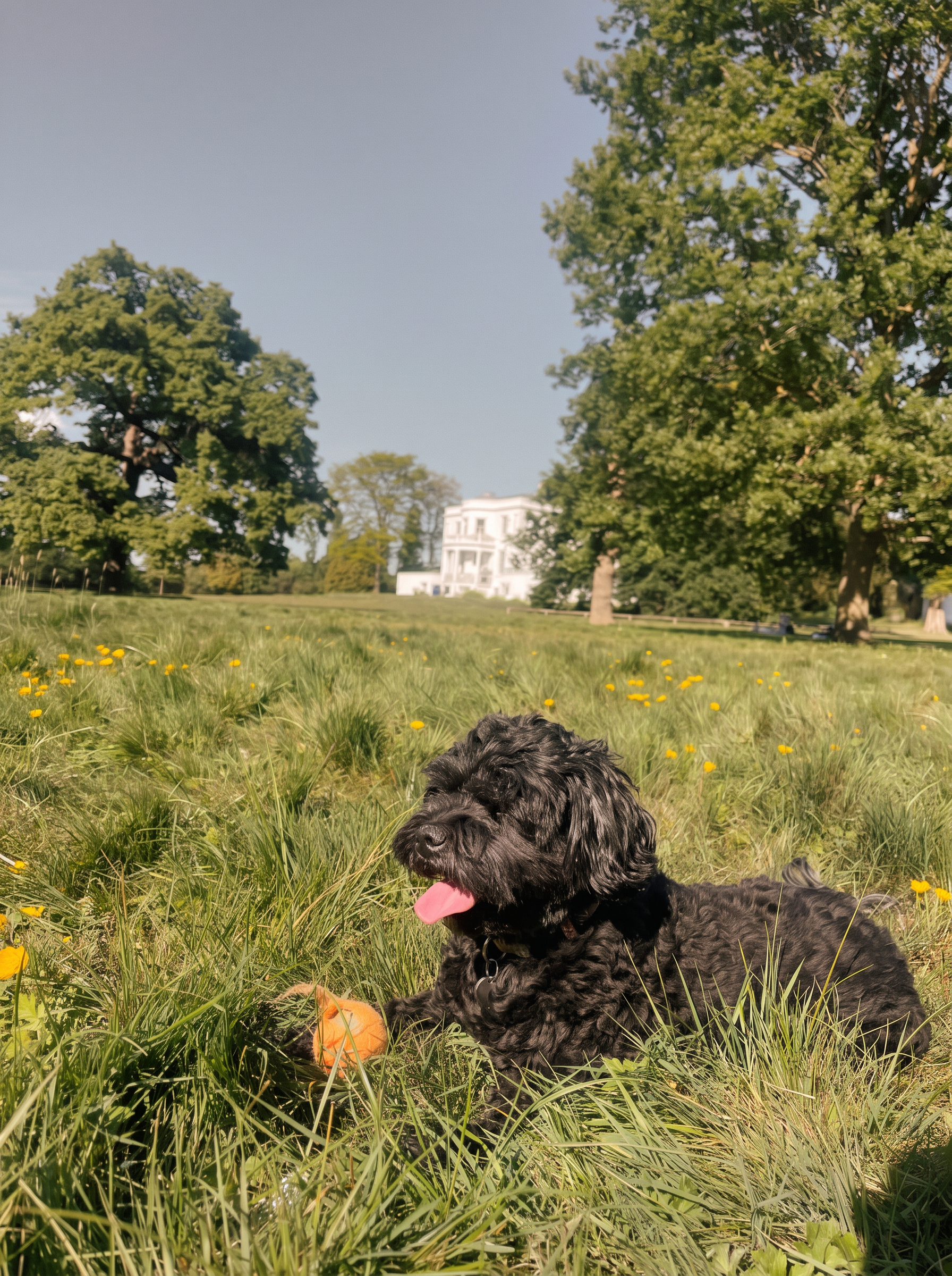 Black cockapoo in long grass on a walk with Fetch Travels in Forest Hill, South East London